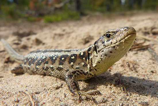 Sandödla på Brattforsheden, foto Sven-Åke Berglind